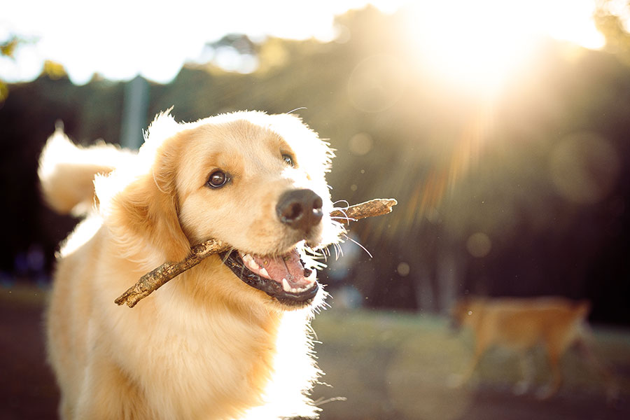 Moor für Hunde